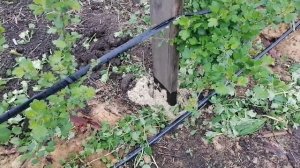 выращивание крыжовника на шпалере