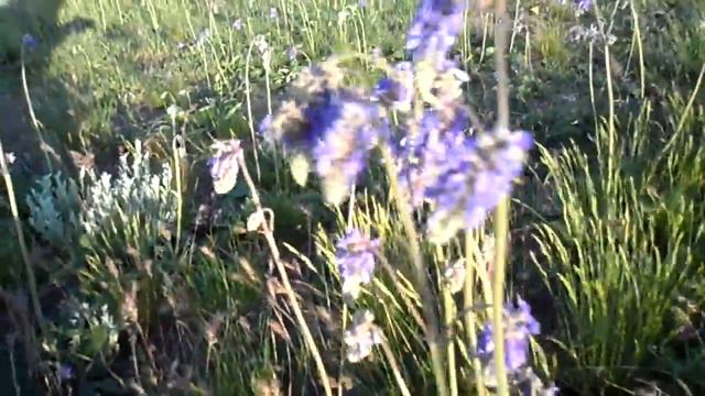 Полевые цветы на берегах нашей реки. смотреть онлайн