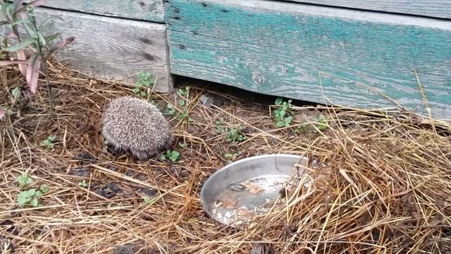 Ежонок на даче смотреть онлайн