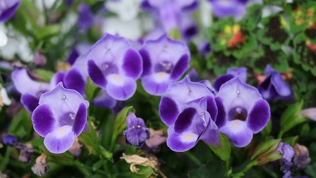 Canon M10 Video Sample #2, 1920 x 1080, 30fps смотреть онлайн