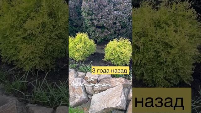✅ТОПИАР из ТУИ РЕЙНГОЛД. Эксклюзив‼️ смотреть онлайн