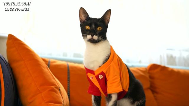 Rescued Stray Cat Becomes A Football Player Months Later | Lucky Paws смотреть онлайн