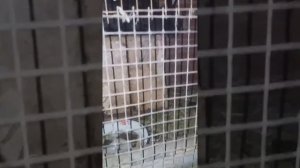 Кролики.Скрещивание пород.