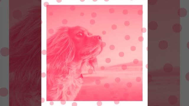 Groovy Music for Dog Training смотреть онлайн