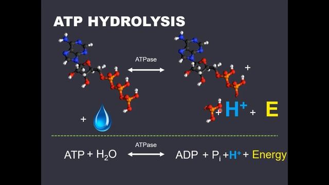 KIN3030 Bioenergetics (Slides 1-8) смотреть онлайн