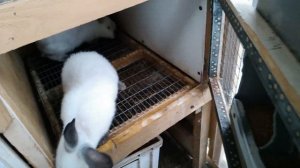 Кролик облысение Почему у кролика выпадает шерсть