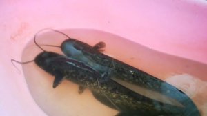 ПРУД НА ДАЧЕ#4. зарыбление пруда сомом.выращивание рыбы, карпа в пруду возле дома.