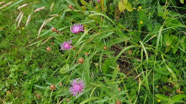 ПРЕКРАСНЫЕ СТИХОТВОРЕНИЯ. ДОЖДИК. смотреть онлайн