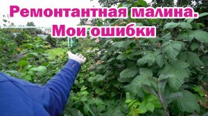 Ремонтантная малина. Мои ошибки
