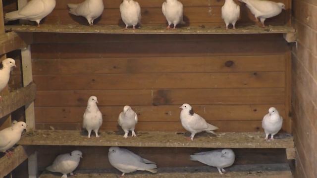 Бакинские голуби,линия Арифа ,гонная голубятня . Часть 2-ая .#pigeons# смотреть онлайн