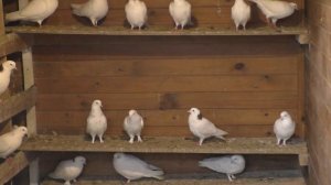 Бакинские голуби,линия Арифа ,гонная голубятня . Часть 2-ая .#pigeons#