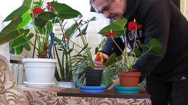 Уход за антуриумом смотреть онлайн