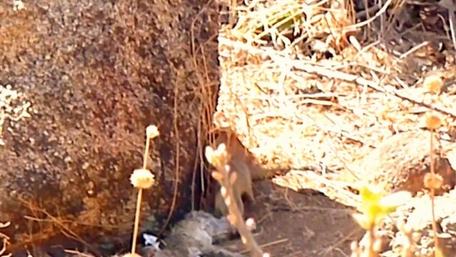 Mongoose vs Klipspringer смотреть онлайн