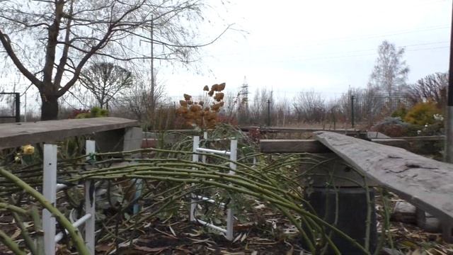 Завершающий этап по укрытию роз Сибирского сада смотреть онлайн
