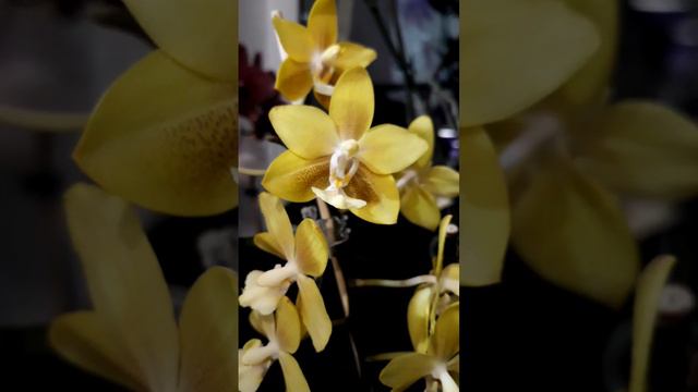 ЖЁЛТЫЙ ШОКОЛАД. смотреть онлайн