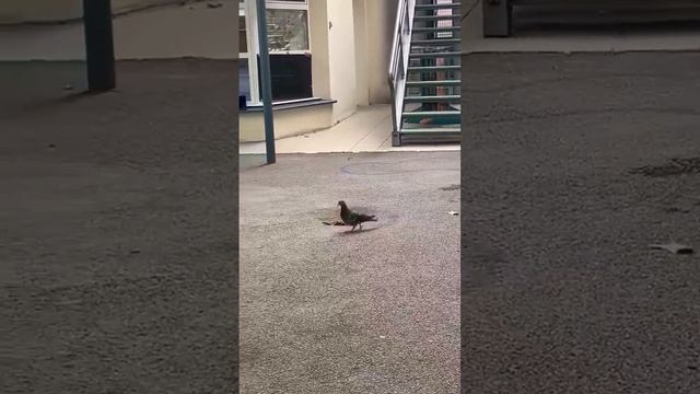 Michael Jacksons dove dance #michael #jackson #god смотреть онлайн