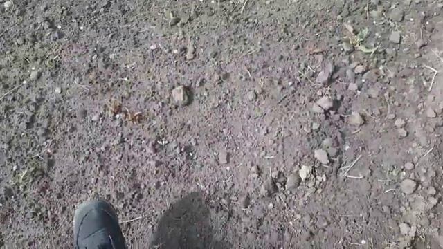 утро ранее.мои цветочки расцвели. весенняя красота.покупки. смотреть онлайн