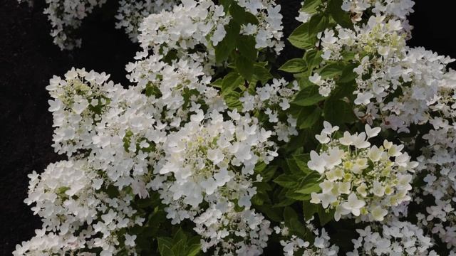 Hydrangea Paniculata Living Touch Of Pink