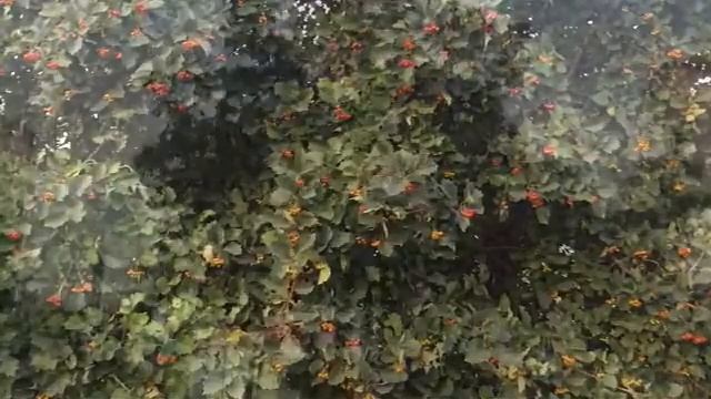 "Шалунья-осень" Осень 2017г смотреть онлайн