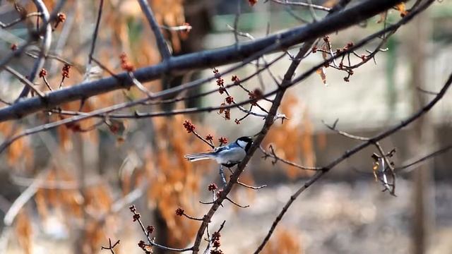 Бухарская синица (Parus bokharensis) смотреть онлайн