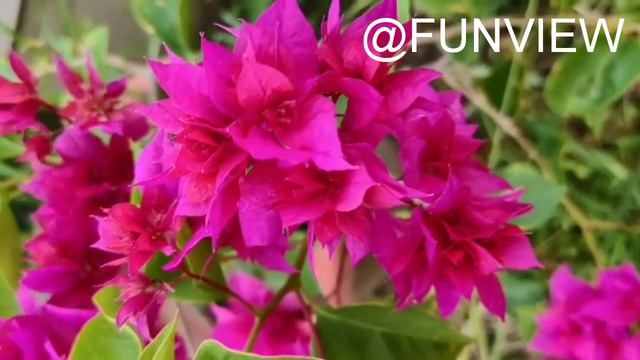 Bougainvillea Variety (with review) смотреть онлайн