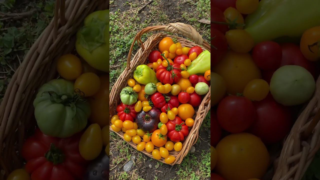 Урожай помидор #помидоры