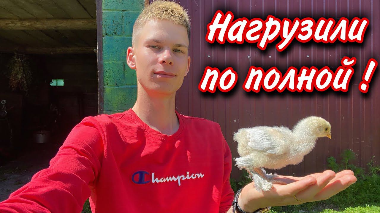 Жонглируем яйцами под наседками / Ещё одна Посылка? Как у нас Пасут Коров? Как мы спасались от жары!