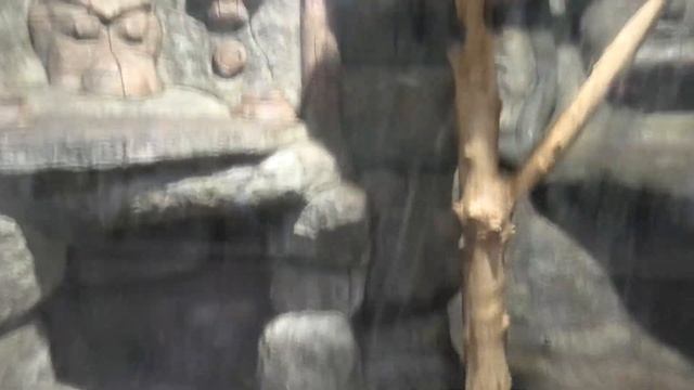 Маготы и Мангобеи ожидают шикарный ужин! The Magots and Mangobei are expecting a gorgeous dinner! смотреть онлайн