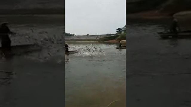 Вот эта умная рыба смотреть онлайн