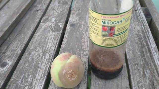 Плодовая (монилиальная) гниль. Биопрепарат для борьбы с ней. смотреть онлайн