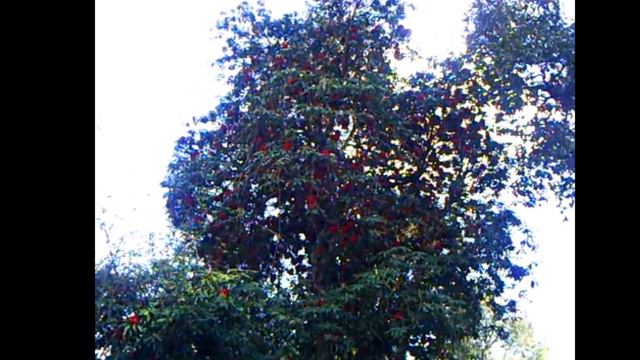खूबसूरत बुरांश का पेड़ - Burans (Rhododendron) Tree - The State Tree of Uttarakhand смотреть онлайн