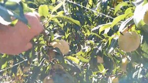 Диплоидная сливаТО ЧЕ САН. Краткий обзор.Очень устойчивая к болезням по сравнению с другими сливами