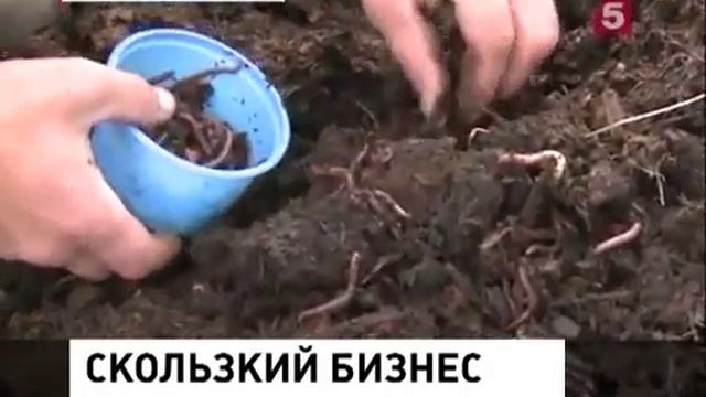 Заключённые одной из исправительных колоний решили разводить Дождевых червей (Биогумус) смотреть онлайн