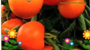 Томат обыкновенный Золотая тёща. Краткий обзор, описание характеристик, где купить семена