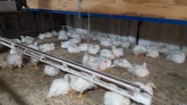 БИЗНЕС НА БРОЙЛЕРАХ.ДОХОД ОТ 300 ТЫСЯЧ. БИЗНЕС ПЛАН. смотреть онлайн