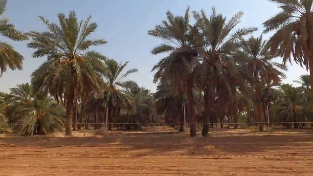 World's Largest Date Palm Tree Farm in Saudi Arabia смотреть онлайн