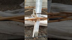 шпалера для винограда в теплице ч.2