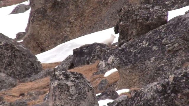 Arctic fox смотреть онлайн