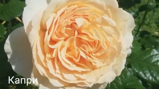 Розы чайно-гибридные, шрабы, плетистые,флорибунда с названием сортов.Цветение в Подмосковье. смотреть онлайн