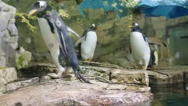 Munich-Мюнхен (9.06.2014) - Hellabrunn Zoo - Мюнхенский зоопарк - Пингвины (13) смотреть онлайн