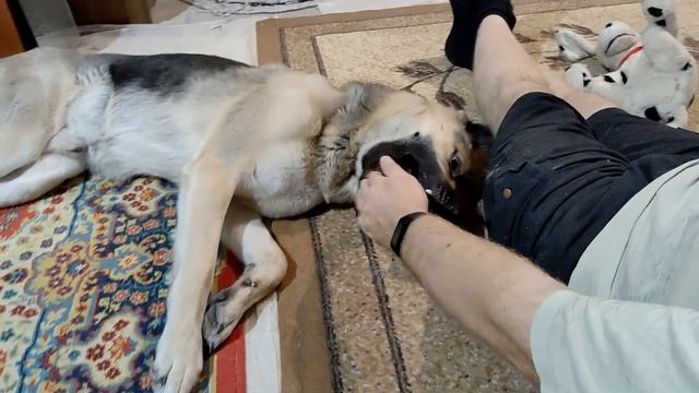 Страшный пес Дарик грызет хозяина, но не дает свои лапы смотреть онлайн