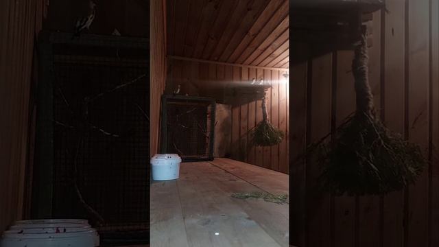 певчие птицы,есть щеглы (сибирские),Щеглы местные (седоголовые),реплы.Все вопросы о цене.пишем в ко смотреть онлайн