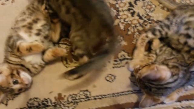 Продаются Бенгальские котята. смотреть онлайн