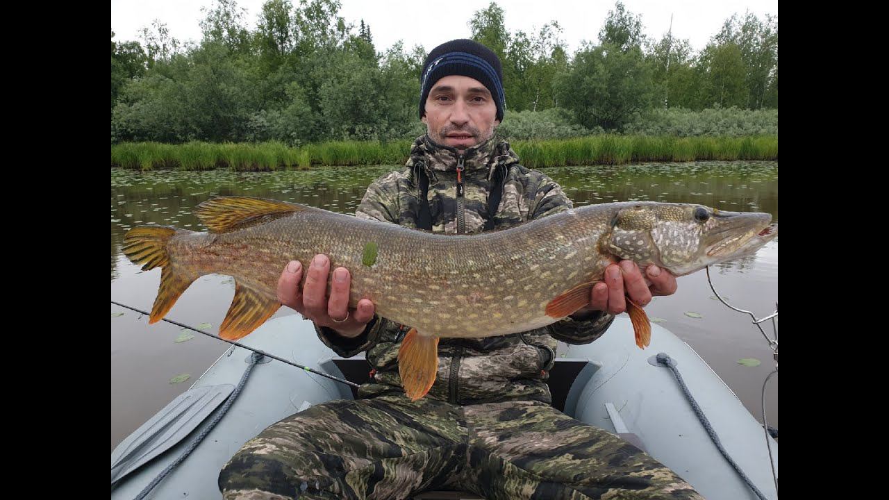 рыбалка в кувшинках на спиннинг и поставушки. смотреть онлайн