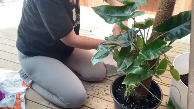 Philodendron Burle Marx | Cleaning, repotting, propagating and care tips! смотреть онлайн
