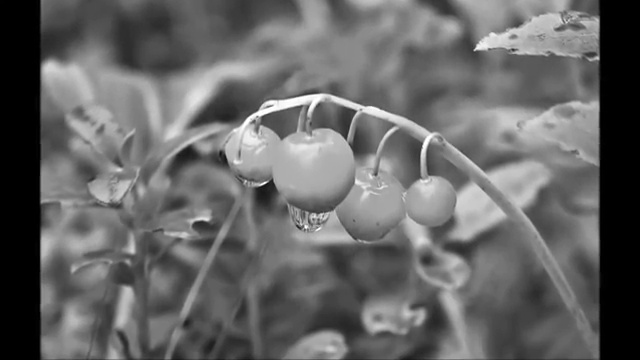 Стихи. Эдуард Багрицкий 'Осень'. Канал "СТИХИЯ". смотреть онлайн