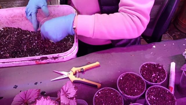 Работаю с декоративно-лиственными бегониями. Отвечаю на вопросы зрителей. смотреть онлайн