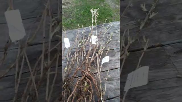 Посылка с Златпитомника смотреть онлайн