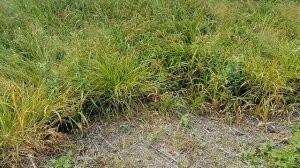 Дербенник иволистный. Посадка черенков.