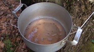 Березовый сок Разрешено ли законом и как собирать   3 способа